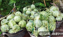 吃西湖瓜的网红是谁啊图片,一瓜成名，风靡全网